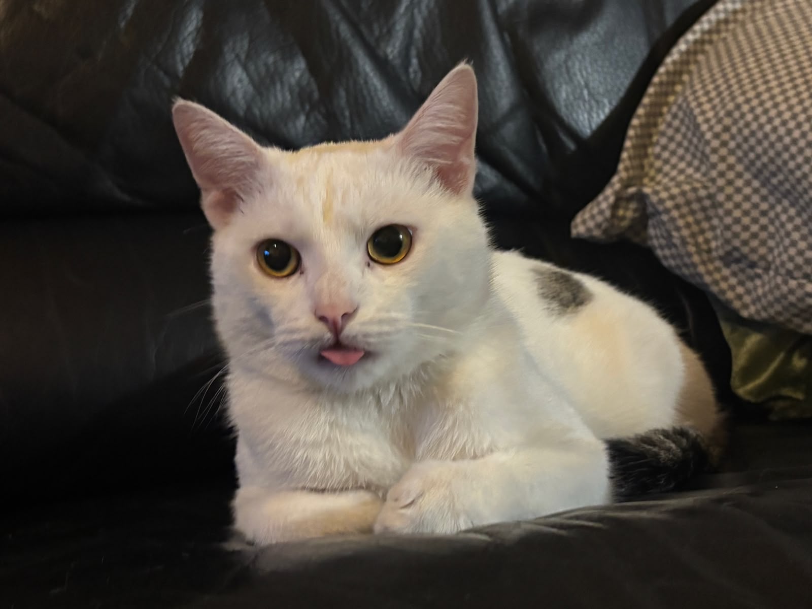 Ruma, the official cat approver